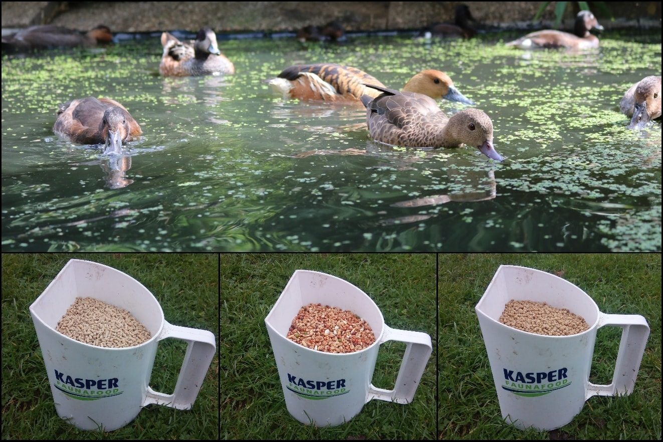 Different types of waterfowl food products