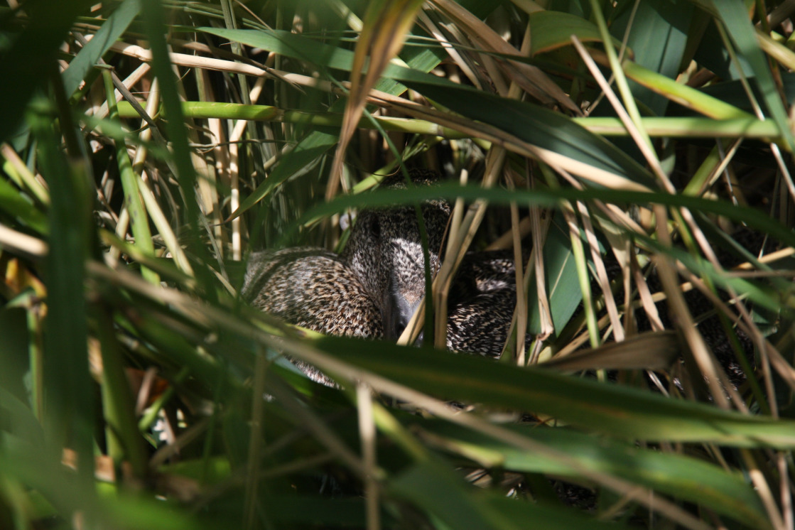 White-winged duck female and ducklings