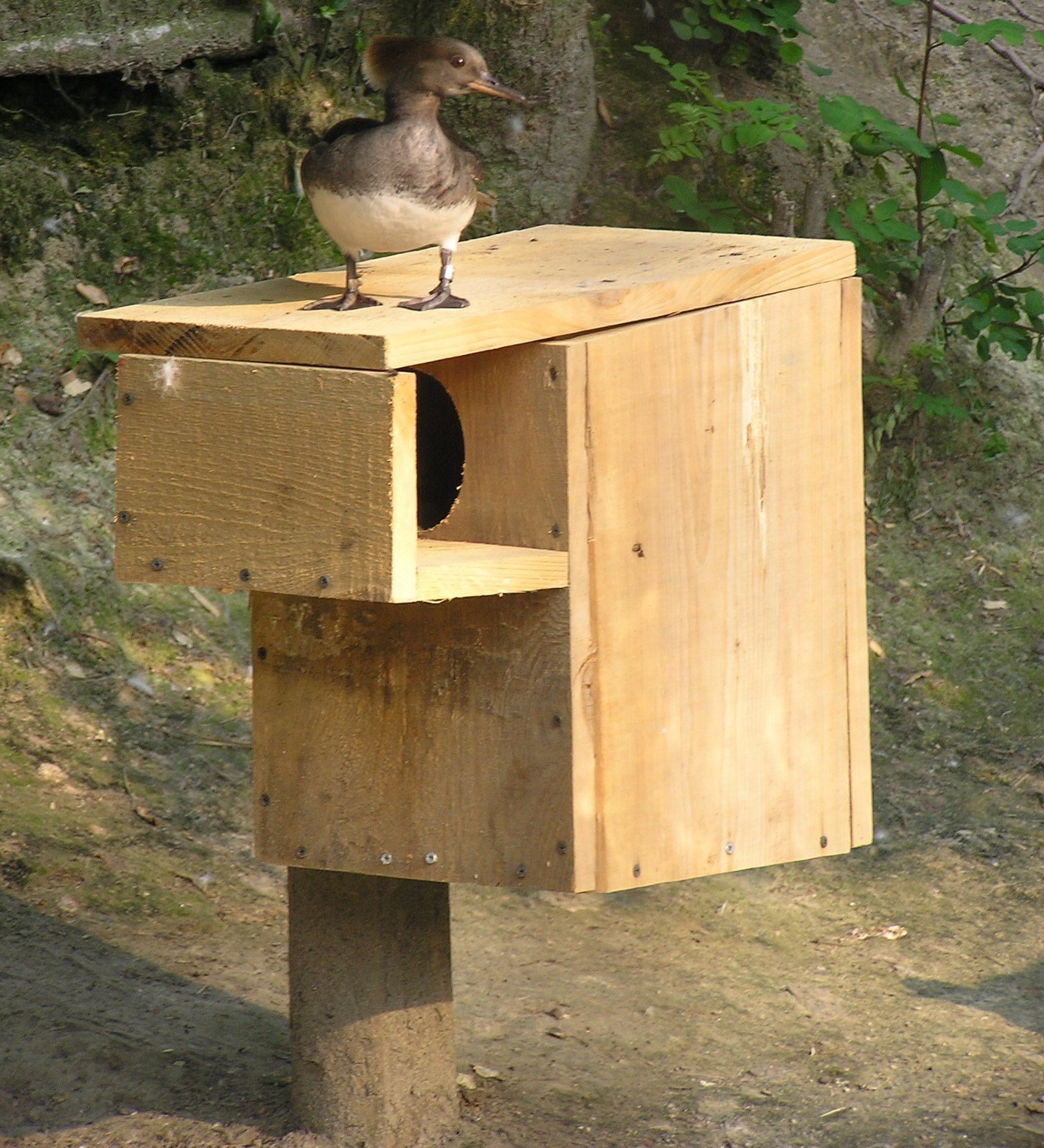 White-winged duck adult female in flight