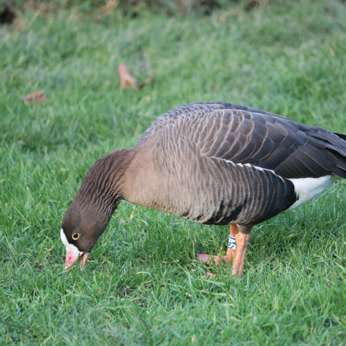Lesser white-fronted goose