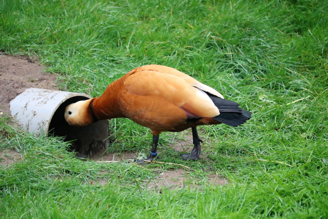 White-winged duck female and ducklings