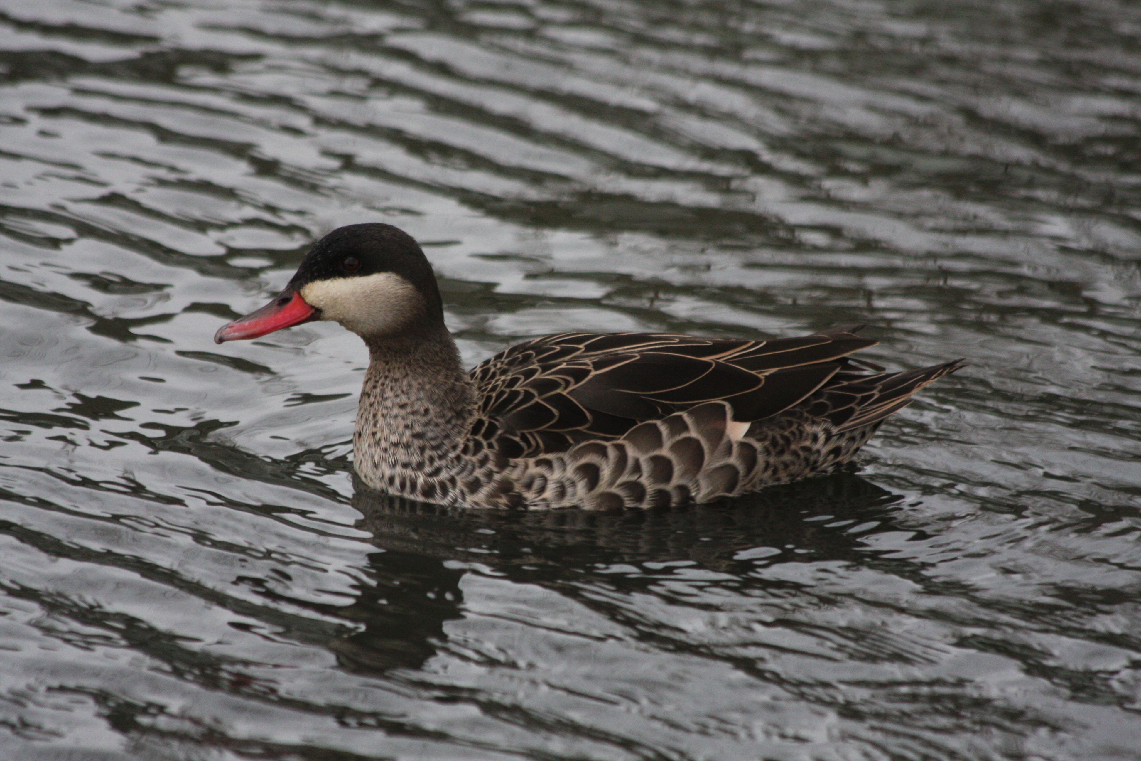 - Red-billed pintail