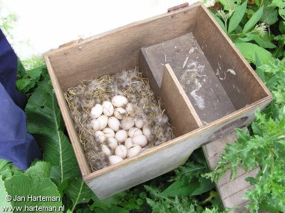 Teal nest box