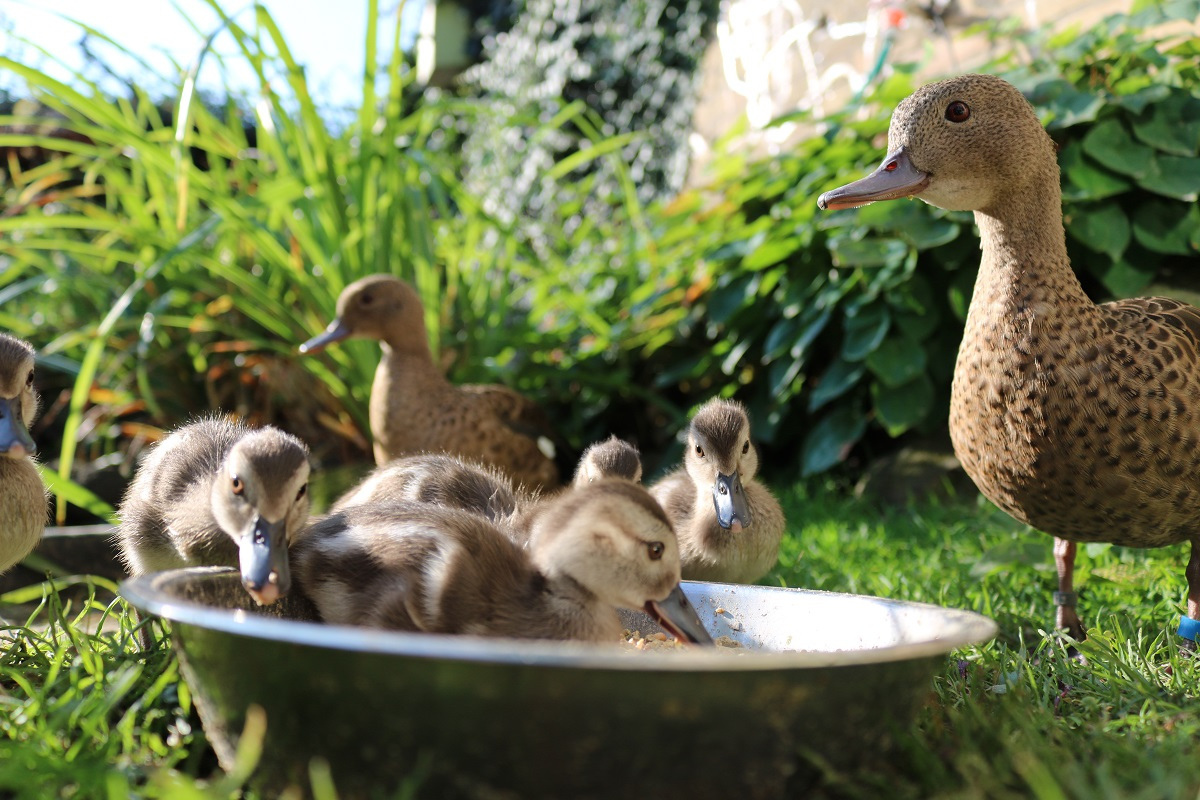 Madagascar teal, endangered