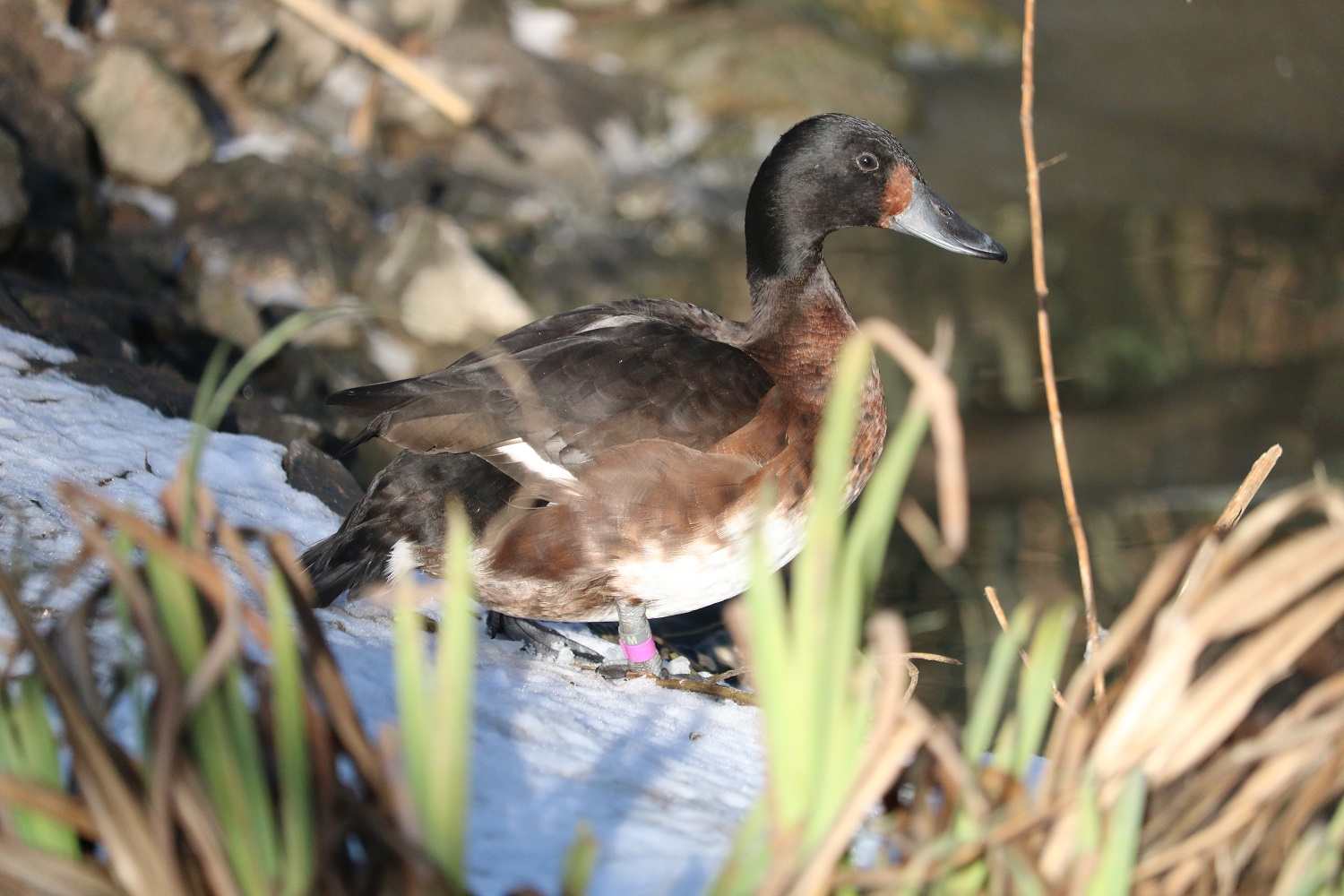 Baer's pochard female