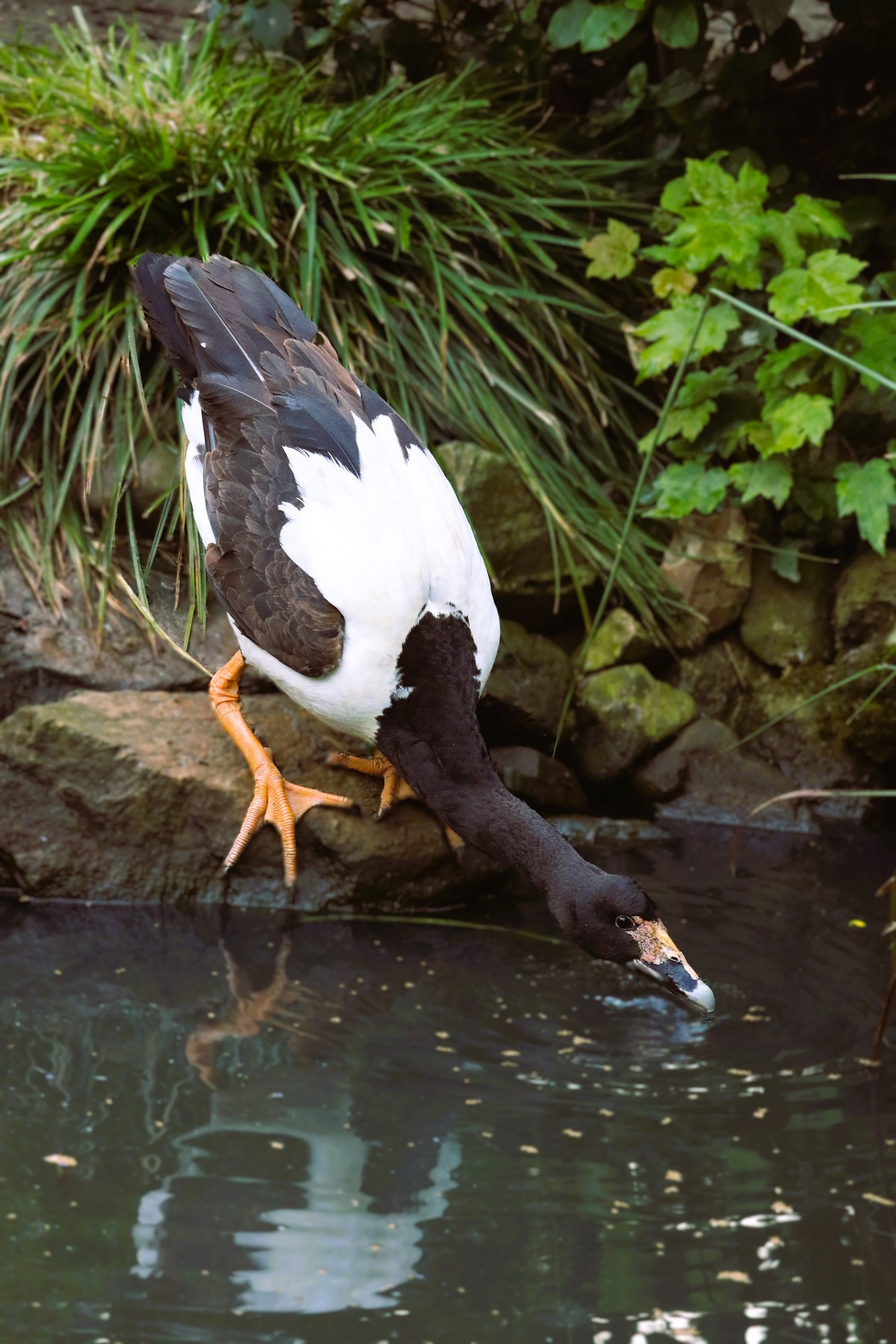 Juvenile white-winged ducks