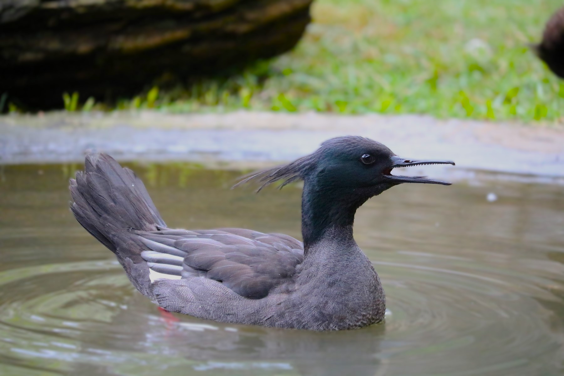 Baer's pochard female