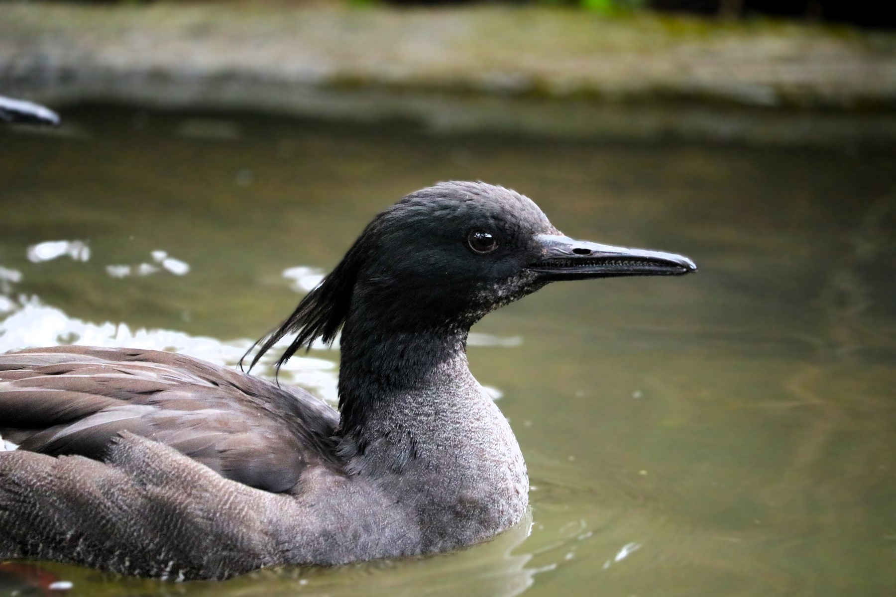 Juvenile white-winged ducks