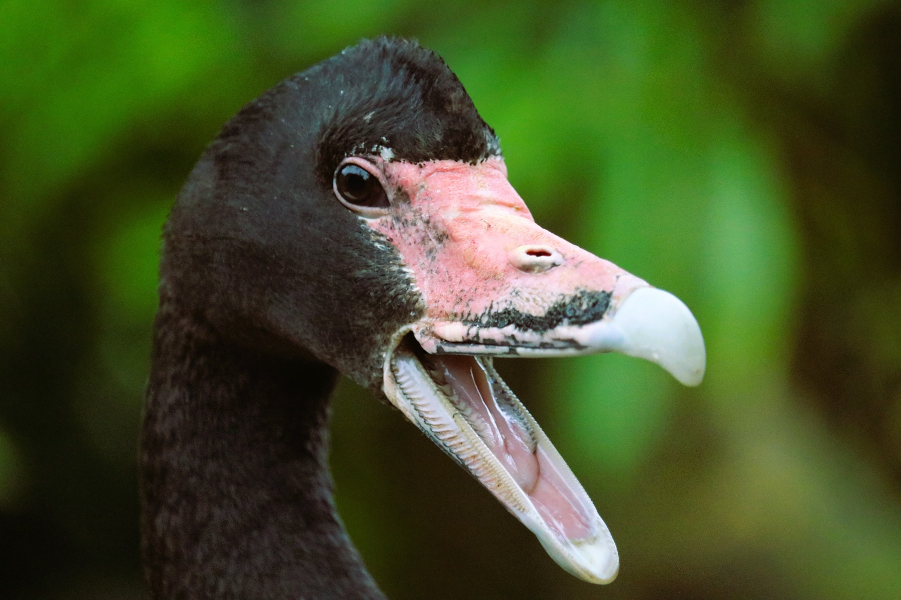 White-winged duck