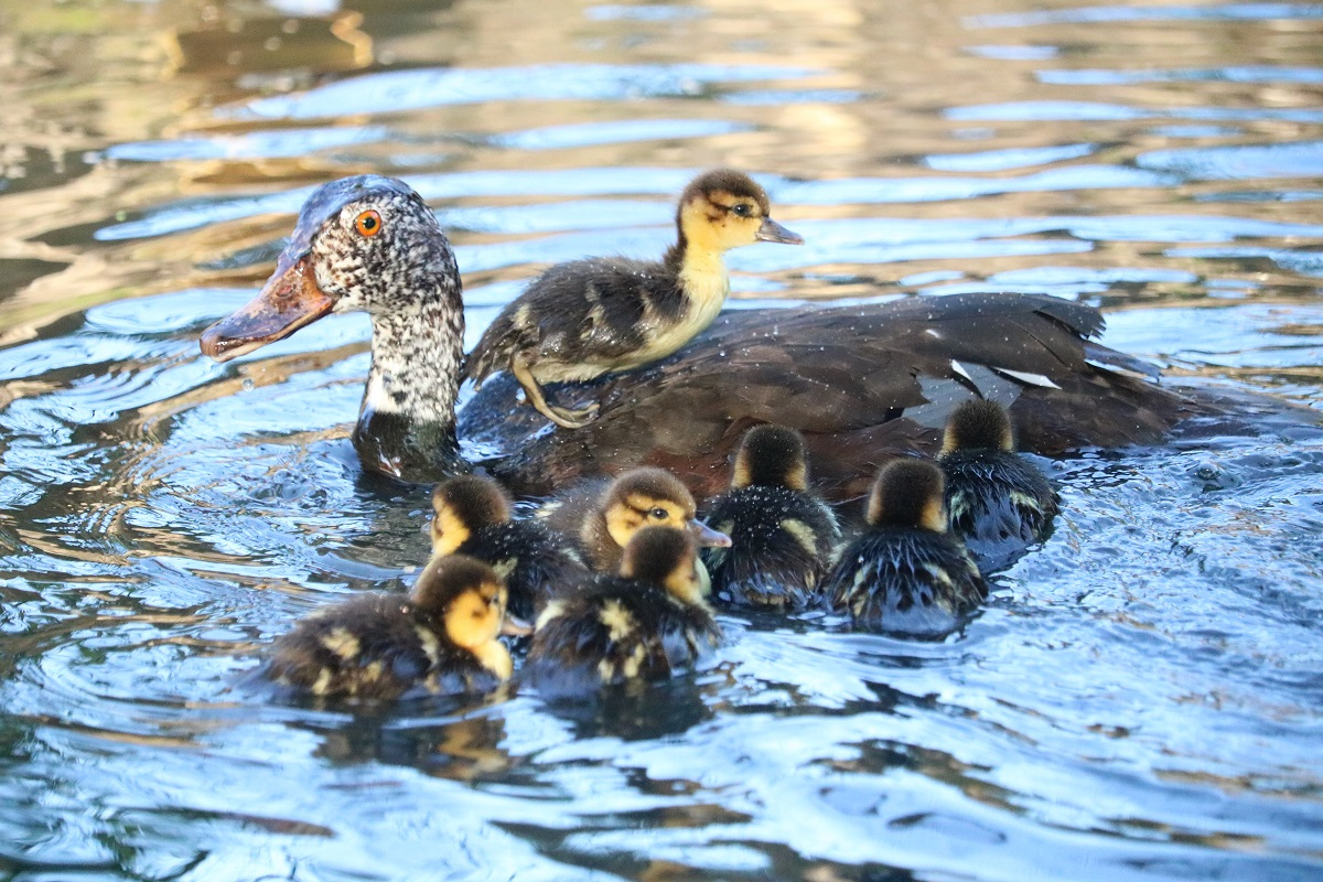 White-winged duck family