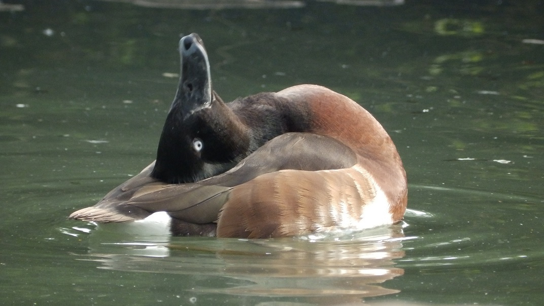 Juvenile white-winged ducks