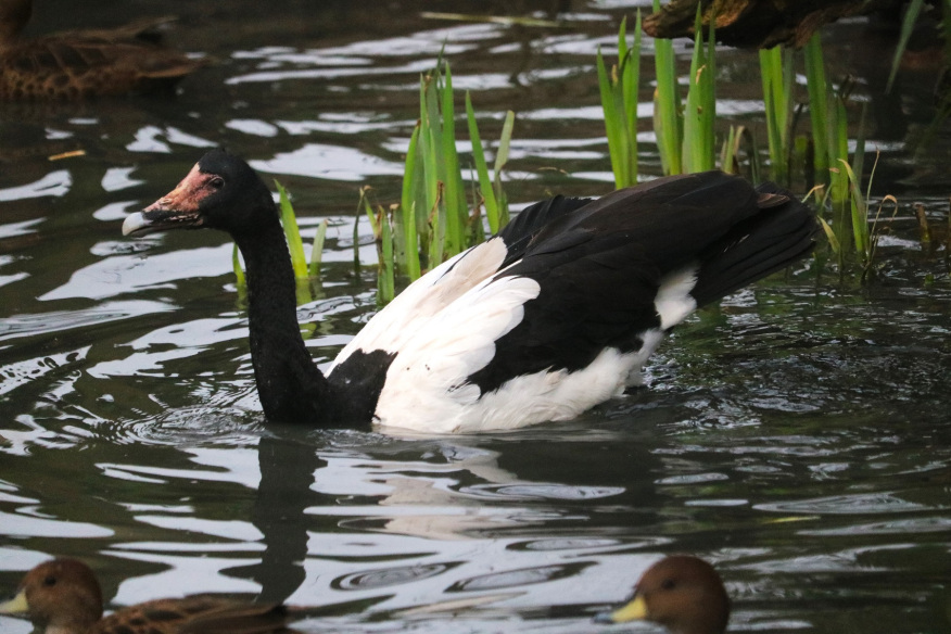 Juvenile female (2021)