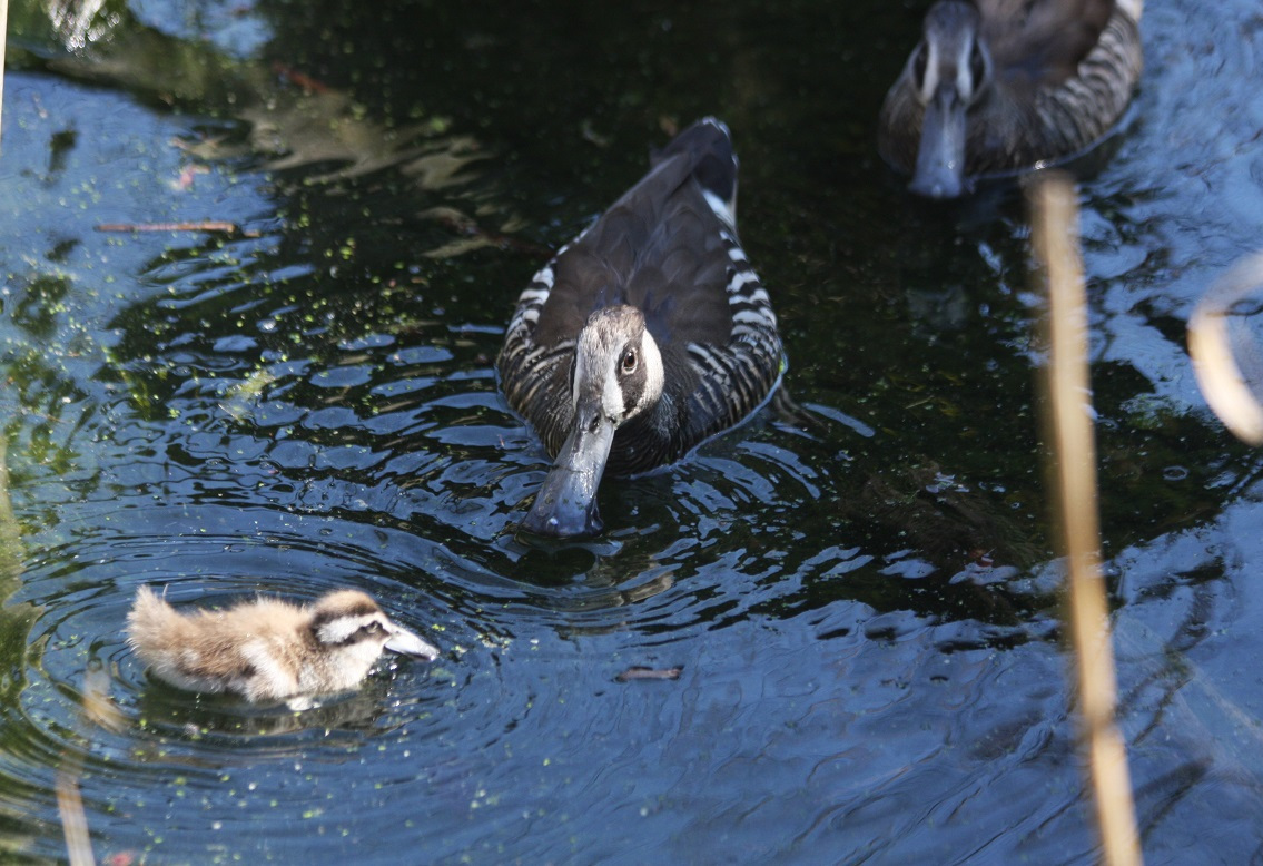 Juvenile white-winged ducks