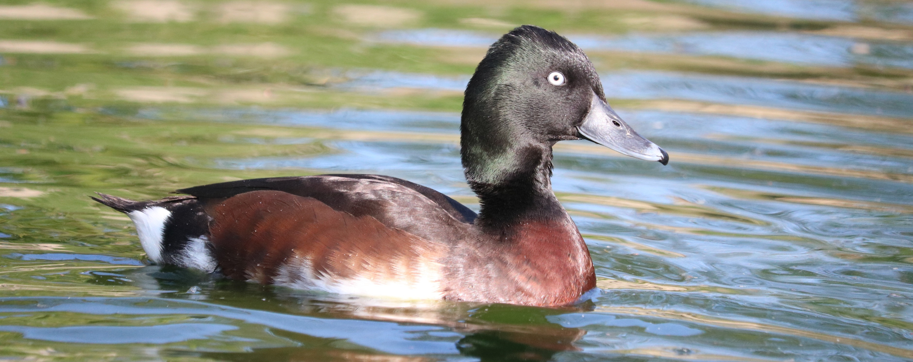 Baer's pochard, male