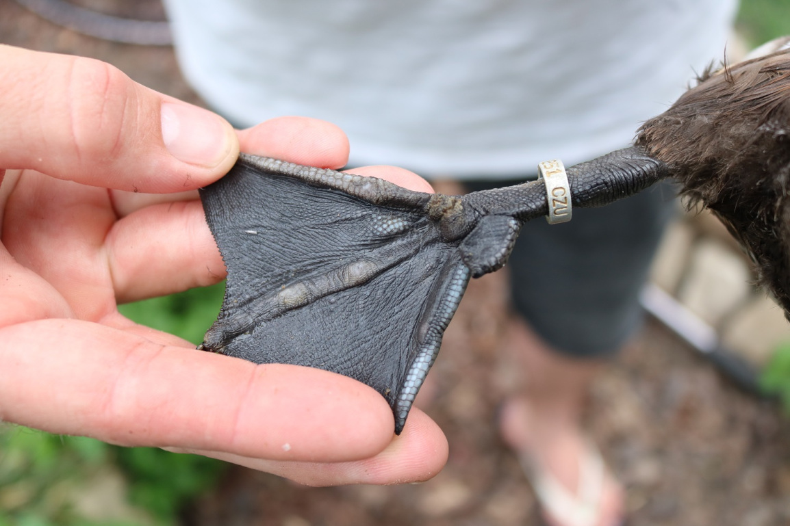 Baer's pochard webbed foot