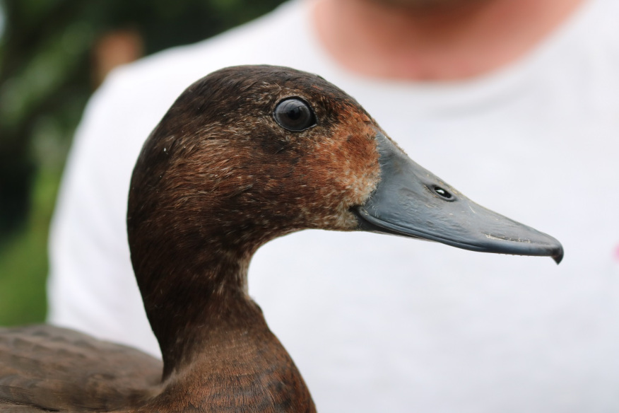 Juvenile female (2021)
