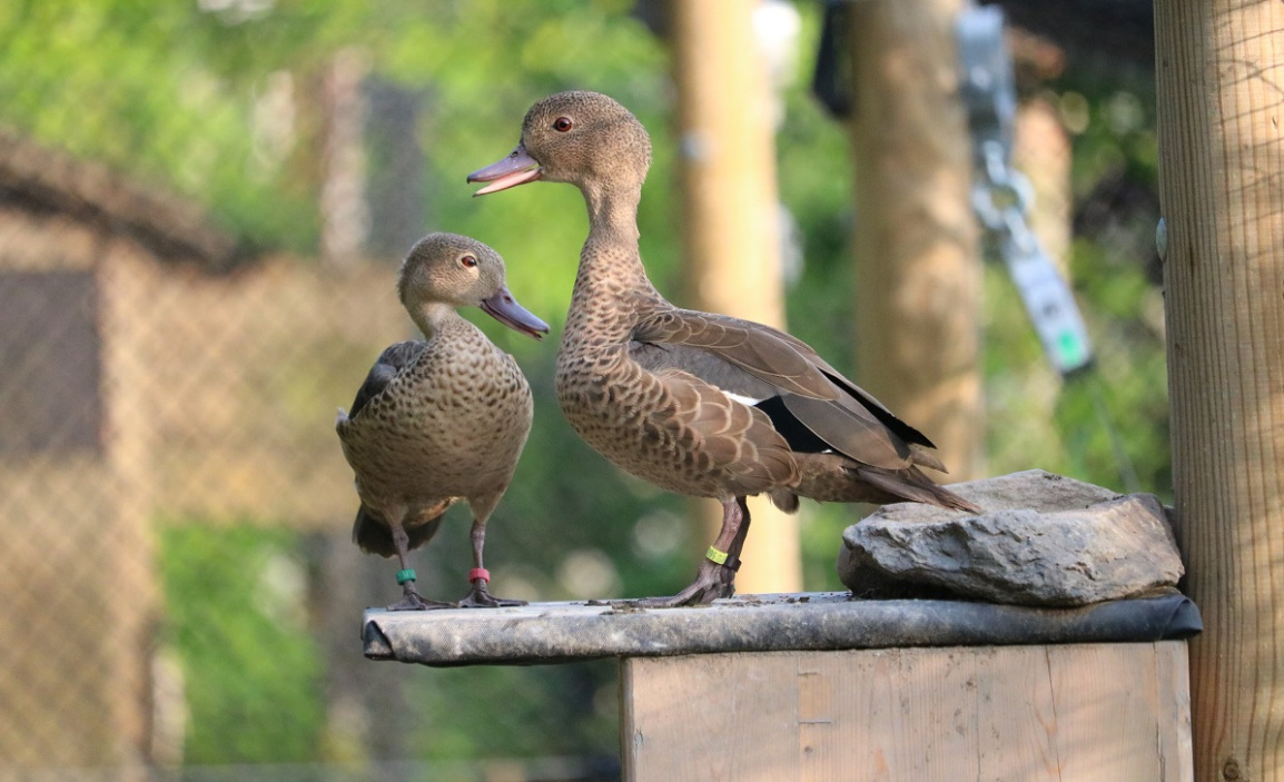 Madagascar teal pair