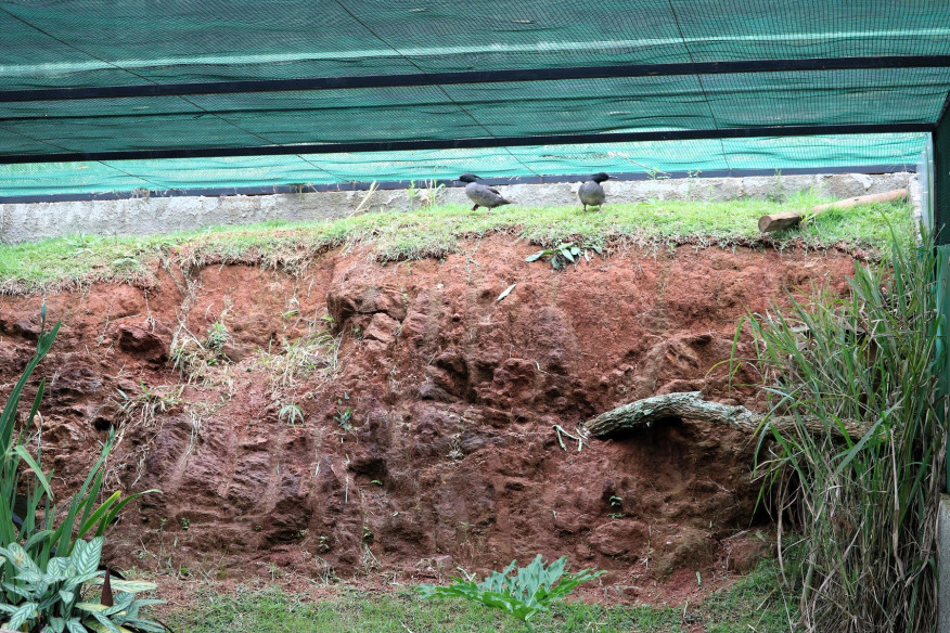 Juvenile female (2021)