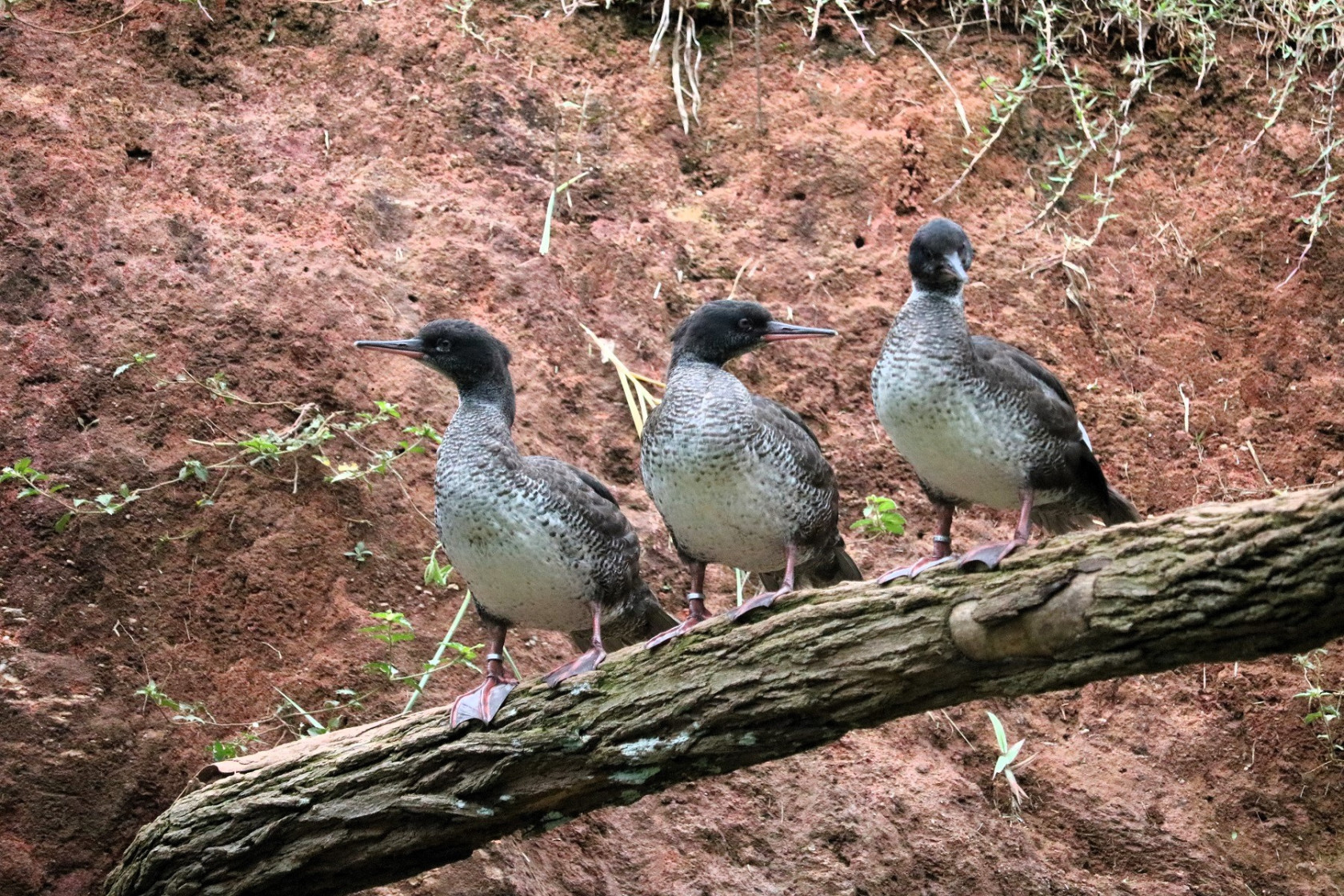 White-winged duck and Baer's pochard