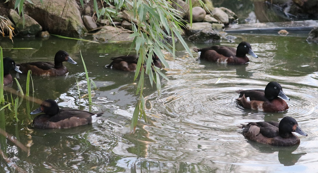 White-winged duck and Baer's pochard