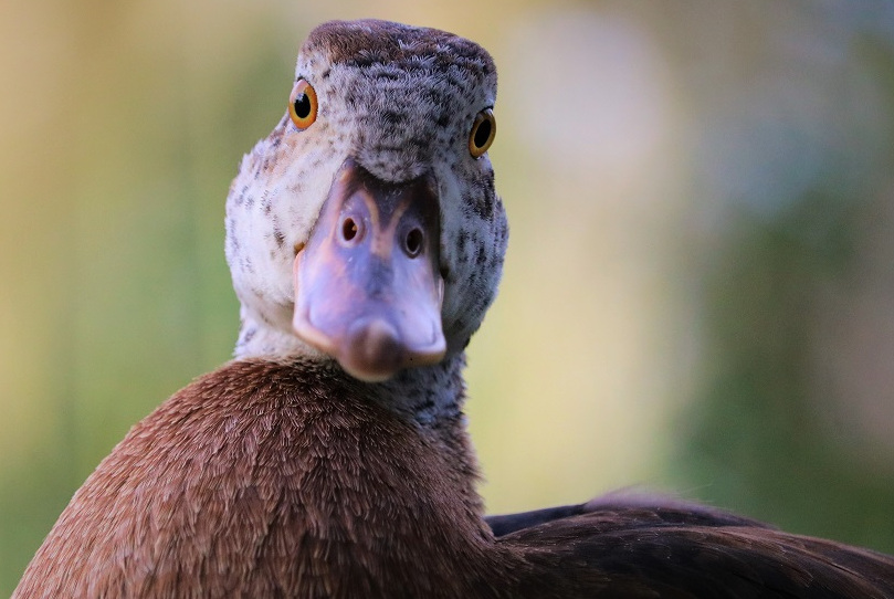 White-winged duck, Asarcornis scutulata